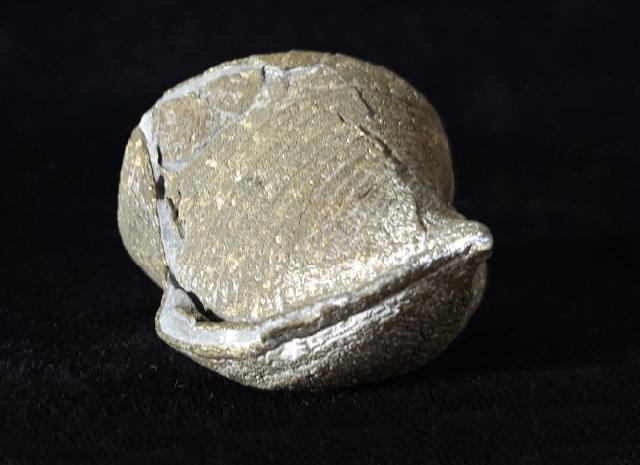 Paraspirifer bownockeri (STEWART 1927) - Bild © FossNet FossilienStore